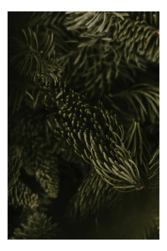 Tablou Canvas, "Vârtej de verde crud în zare", Natural, Verde, Frunziș, Detaliu, Textură, 50 x 50 cm