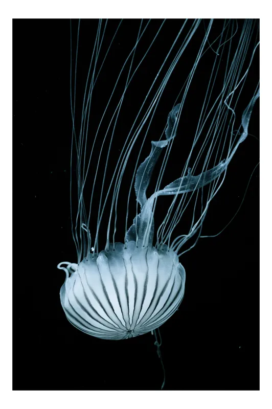 Tablou Canvas, "Danse misterioase în adâncuri albastre", Fantasmagorie, Albastru, Mister, Grație, Ocean, Eleganță, Unduire, Siluetă, Adâncuri, Plutire, Luminiscență, Fragilitate, Tentacule, Tăcere, Magie., 50 x 70 cm