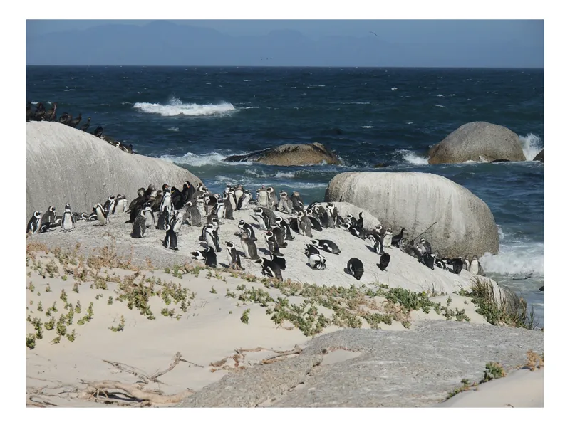 Tablou Canvas, "Pinguini la adăpostul oceanului albastru", Pinguini, Plajă, Oceane, Stânci, Valuri, Vegetație, Cer, Păsări, Nisip, Natură, 39 x 26 cm
