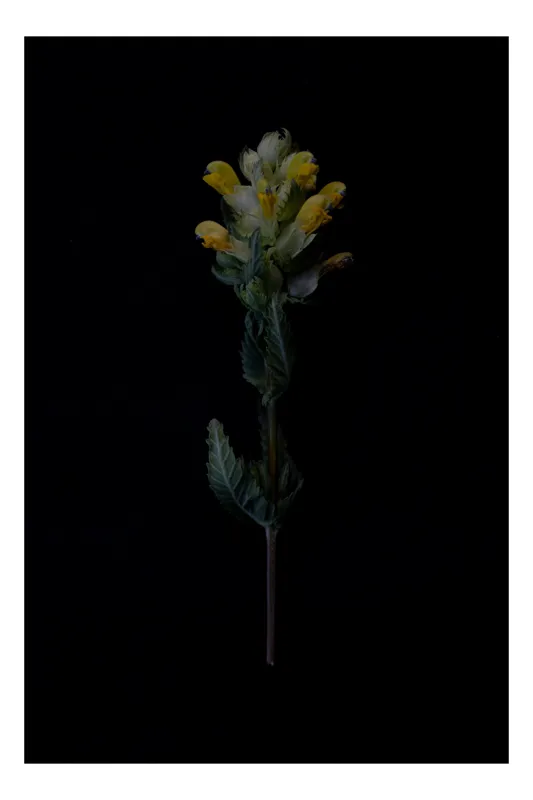 Tablou Canvas, "Floare galbenă pe fundal întunecat", Floare, Negru, Galben, Verde, Scurt, Contrast, Delicat, Simplu, Elegant, Minimalist, 70 x 100 cm