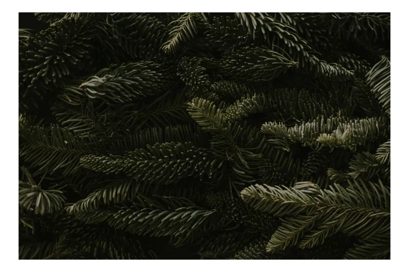 Tablou Canvas, "Crenguțe de brad în noapte
", Verde, Ace, Textură, Natură, Frunziș, Răcoare, Umbre, Arbori, Calm, Misterios, 39 x 26 cm