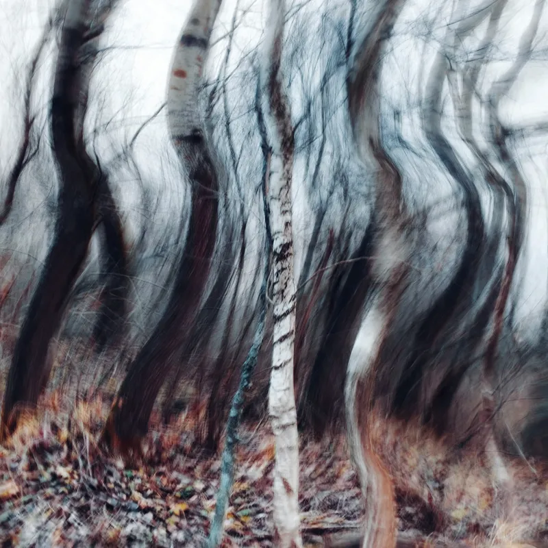 Tablou Canvas, "Pădurea dansului de vânt toamna", Arbori, Vârtej, Toamnă, Pădure, Mișcare, Abstracție, Mister, Natură, Dans, Texturi, 100 x 100 cm – poza 2