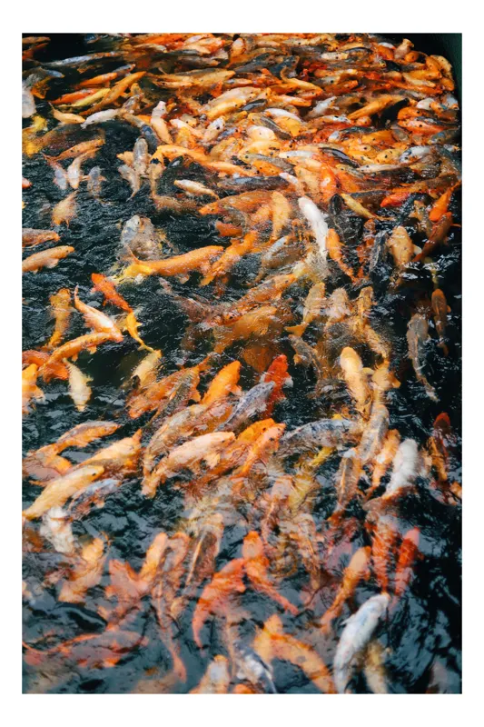 Tablou Canvas, "Dansul vibrant al peștilor koi", Pesti, Koi, Apa, Portocaliu, Negru, Reflexii, Multime, Texturi, Miscare, 50 x 90 cm