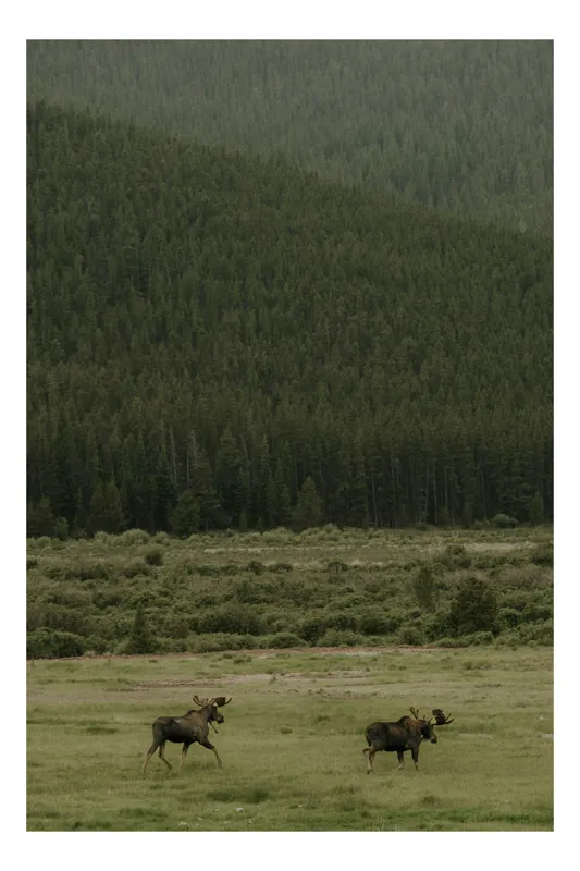 Tablou Canvas, "Elani în depărtarea pădurilor verzi", Cerb, Pădure, Verdeață, Natură, Libertate, Tranquilitate, Munți, Peisaj, Sălbăticie, Frumusețe, 50 x 70 cm