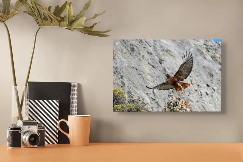 Tablou Canvas, "Uriașul zbor al șoimului liber", Șoim, Stâncă, Aripi, Natură, Cer, Pene, Vânătoare, Agilitate, Zbor, Vultur, 39 x 26 cm – poza 3