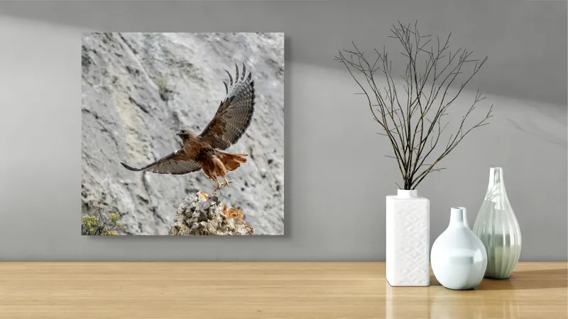 Tablou Canvas, "Uriașul zbor al șoimului liber", Șoim, Stâncă, Aripi, Natură, Cer, Pene, Vânătoare, Agilitate, Zbor, Vultur, 50 x 50 cm – poza 3