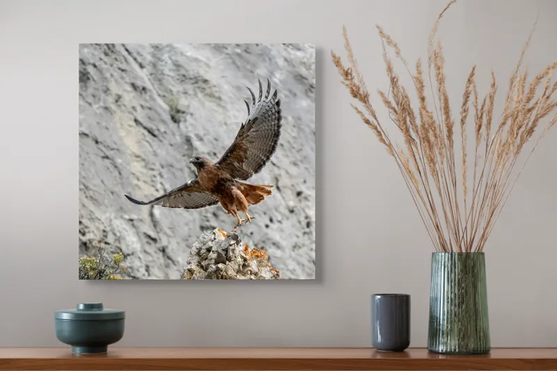 Tablou Canvas, "Uriașul zbor al șoimului liber", Șoim, Stâncă, Aripi, Natură, Cer, Pene, Vânătoare, Agilitate, Zbor, Vultur, 50 x 50 cm – poza 4