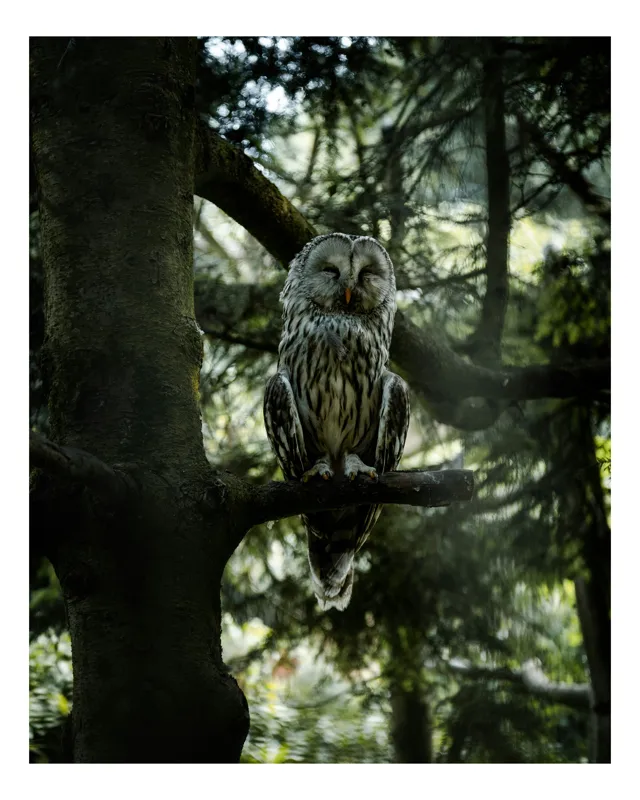 Tablou Canvas, "Bufnița în liniștea pădurii verzi", Bufniță, Copac, Lumină, Frunziș, Noapte, Natură, Serenitate, Pădure, Umbre, Mister., 100 x 100 cm