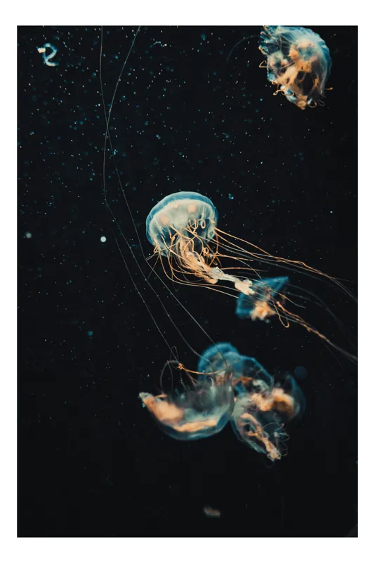 Tablou Canvas, "Dansul grațios al meduzelor marine", Meduze, Atingeri, Bioluminiscență, Abis, Grație, Curent, Ocean, Eteric, Drifting, Misterios, 26 x 39 cm