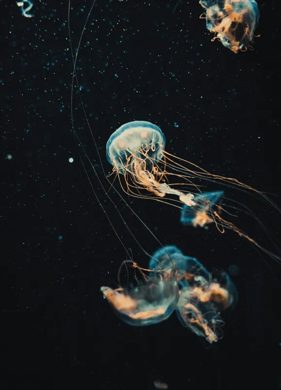 Tablou Canvas, "Dansul grațios al meduzelor marine", Meduze, Atingeri, Bioluminiscență, Abis, Grație, Curent, Ocean, Eteric, Drifting, Misterios, 39 x 54 cm – poza 2