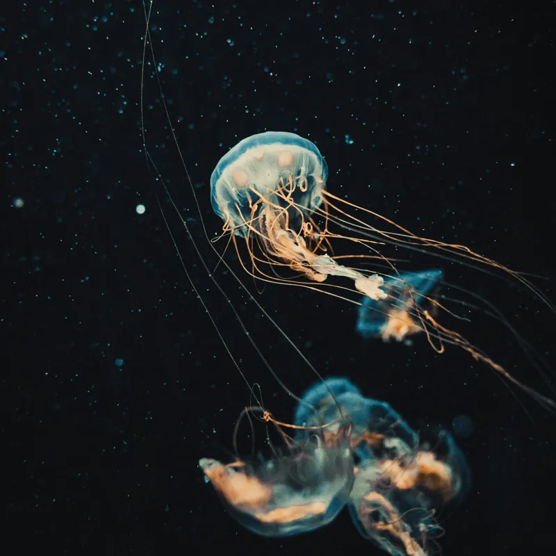 Tablou Canvas, "Dansul grațios al meduzelor marine", Meduze, Atingeri, Bioluminiscență, Abis, Grație, Curent, Ocean, Eteric, Drifting, Misterios, 50 x 50 cm – poza 2