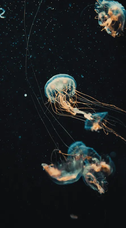 Tablou Canvas, "Dansul grațios al meduzelor marine", Meduze, Atingeri, Bioluminiscență, Abis, Grație, Curent, Ocean, Eteric, Drifting, Misterios, 50 x 90 cm – poza 2