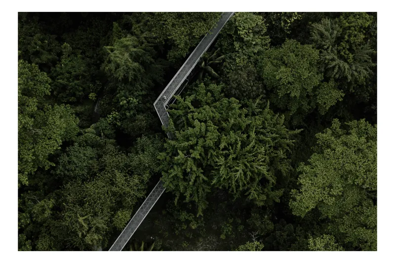 Tablou Canvas, "Cărare suspendată prin jungla verde.", Verdant, Lush, Elevated, Pathway, Canopy, Tranquil, Green, Dense, Overhead, Forest, 70 x 50 cm