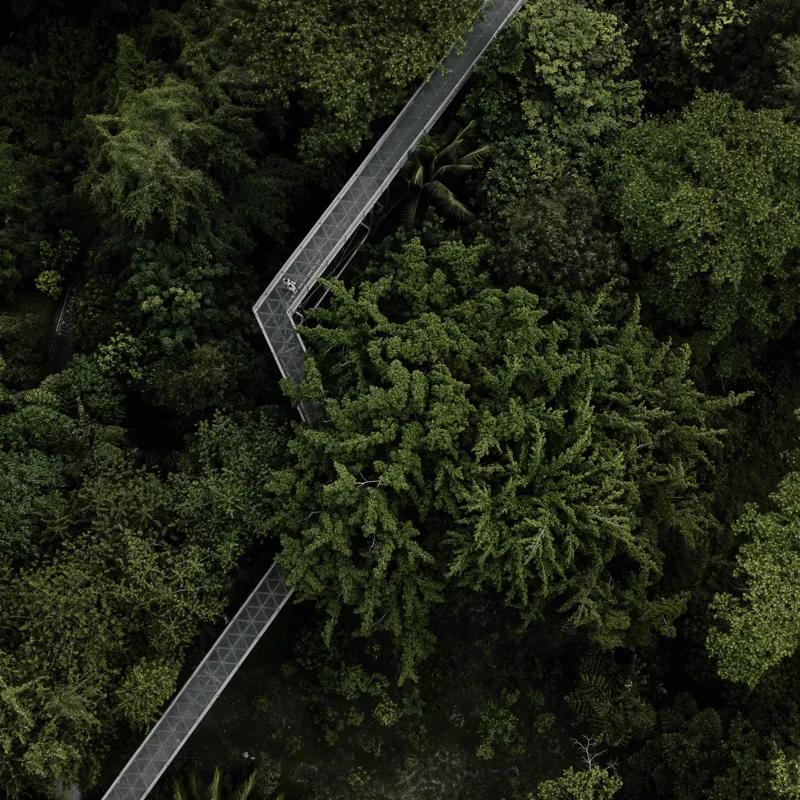 Tablou Canvas, "Cărare suspendată prin jungla verde.", Verdant, Lush, Elevated, Pathway, Canopy, Tranquil, Green, Dense, Overhead, Forest, 100 x 100 cm – poza 2