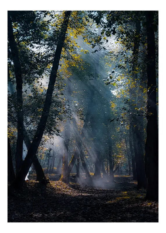 Tablou Canvas, "Raze de lumină în pădurea tainică", Mister, Lumină, Pădure, Umbre, Frunziș, Tainic, Copaci, Raze, Pitoresc, Seren., 50 x 70 cm