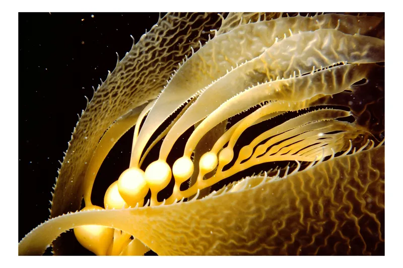Tablou Canvas, "Dansul elegant al algelor marine", Frunzele, Lumină, Unduire, Adâncuri, Ocean, Gerbem, Eleganță, 90 x 50 cm