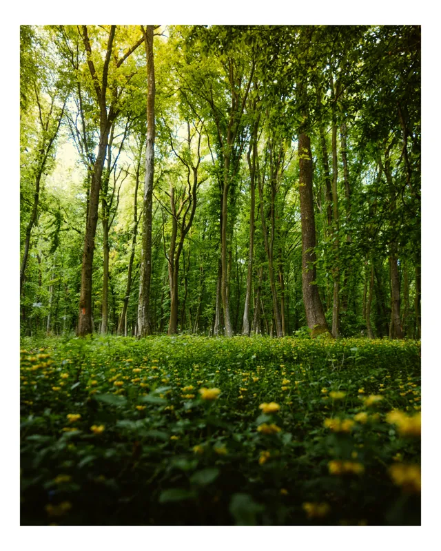 Tablou Canvas, "Frumusețea serenă a pădurii verzi", Pădure, Arbori, Lumină, Frunziș, Flori, Verde, Natură, Serenitate, 70 x 100 cm