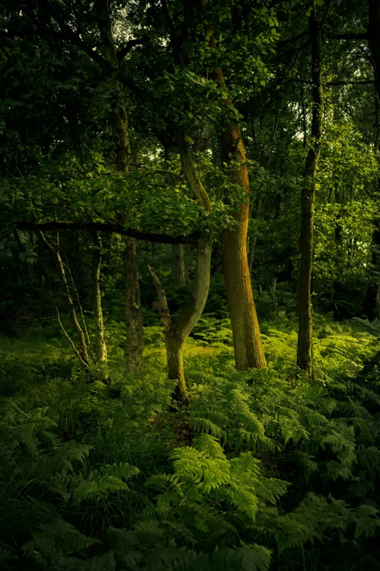 Tablou Canvas, "Lumina printre copacii pădurii verzi", Verde, Lumină, Copaci, Ferigi, Umbră, Pădure, Linie, Frunziș, Tihnă, Răcoare, 26 x 39 cm – poza 2