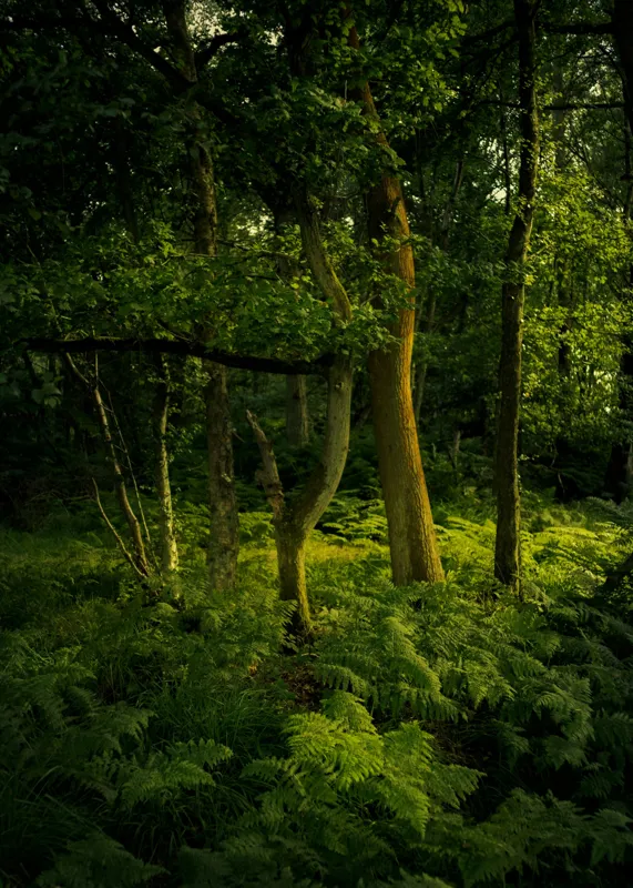 Tablou Canvas, "Lumina printre copacii pădurii verzi", Verde, Lumină, Copaci, Ferigi, Umbră, Pădure, Linie, Frunziș, Tihnă, Răcoare, 50 x 70 cm – poza 2