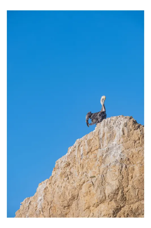 Tablou Canvas, "Pelican solitar pe stâncă înaltă", Pasăre, Piscină, Roci, Cer, Albastru, Natură, Libertate, Coastă, Singurătate, Echilibru, 50 x 90 cm