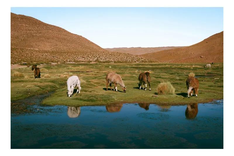 Tablou Canvas, "Lamele în pășunea munților colorați", Lac, Lame, Pajiște, Munți, Cer, Apă, Reflexie, Verdeață, Peisaj, Natură, 150 x 100 cm