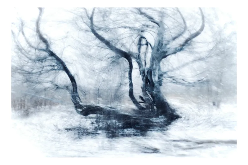 Tablou Canvas, "Dansul fantomatic al copacului iernatic", Copac, Vânt, Zăpadă, Mister, Umbre, Îngheț, Peisaj, Alb, Întunecat, Sugestiv, 90 x 50 cm