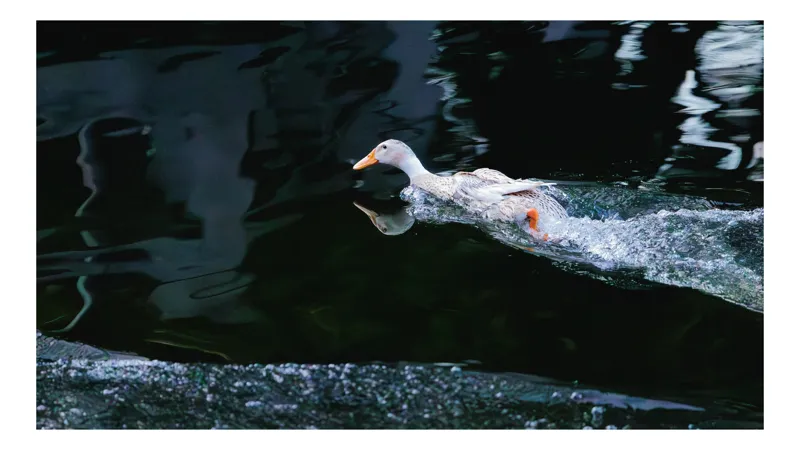 Tablou Canvas, "Rața în viteză pe apă", Rață, Apă, Reflecție, Mișcare, Natură, Viteză, Plutire, Noapte, Calm, Reflexie., 70 x 50 cm