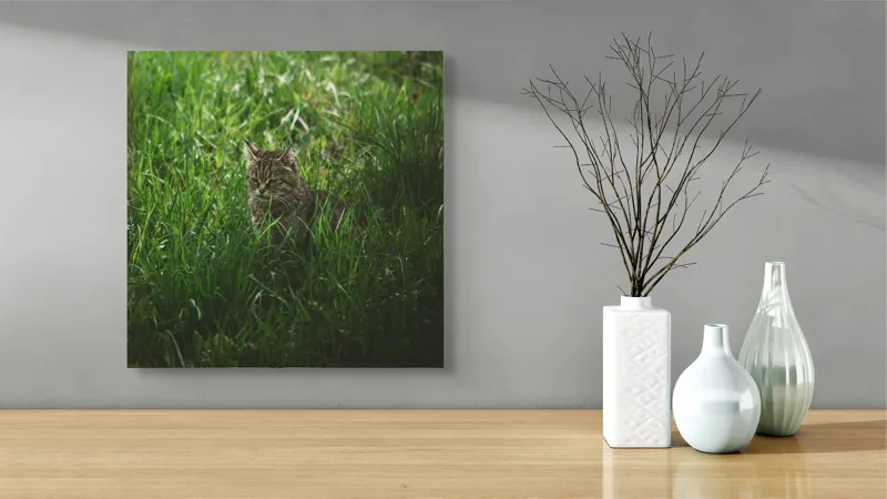 Tablou Canvas, "Pisica ascunsă în iarbă verde", Nu pot să identific cine este în imagine., 50 x 50 cm – poza 3