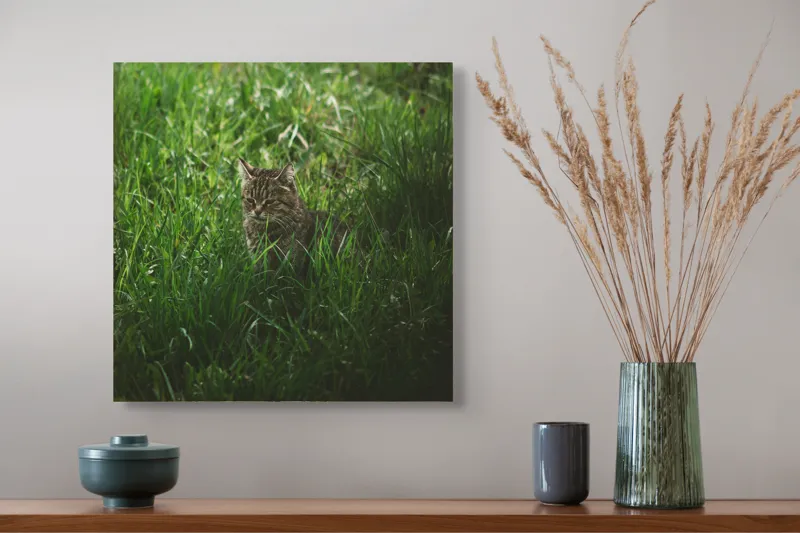 Tablou Canvas, "Pisica ascunsă în iarbă verde", Nu pot să identific cine este în imagine., 50 x 50 cm – poza 4