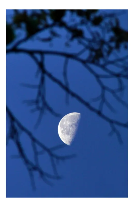 Tablou Canvas, "Luna printre crengile înserării", Lună, Cer, Ramuri, Noapte, Albastru, Claritate, Natură, Siluetă, 50 x 70 cm