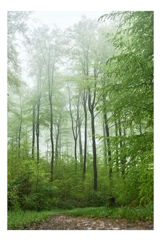 Tablou Canvas, "Pădurea învăluită în ceață primăvăratică", Pădure, Verdeață, Arbori, Primăvară, Lumină, Ceață, Natură, Frunze, Tranquilitate, Umiditate, 50 x 50 cm