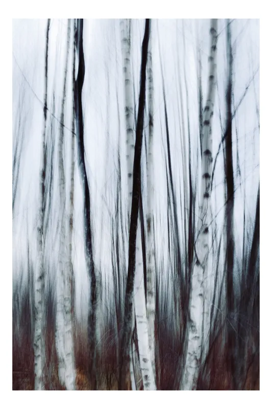 Tablou Canvas, "Dansul melancolic al mestecenilor", Pădure, Mesteacăn, Ceață, Verticalitate, Mister, Senzație, Vise, Abstracție, 100 x 100 cm