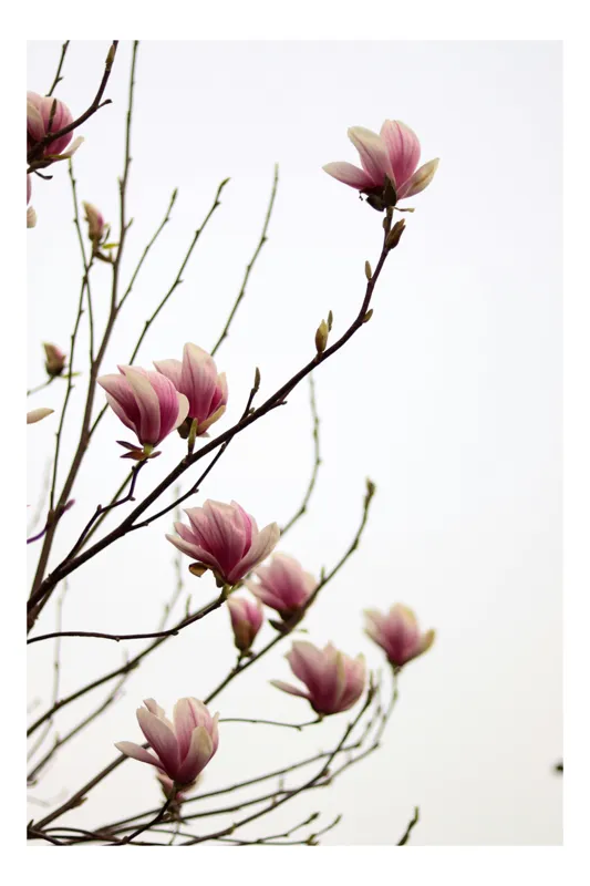 Tablou Canvas, "Magnolii înflorite sub cer senin", Flori, Ramuri, Magnolie, Roz, Cer, Delicat, Primăvară, 39 x 54 cm