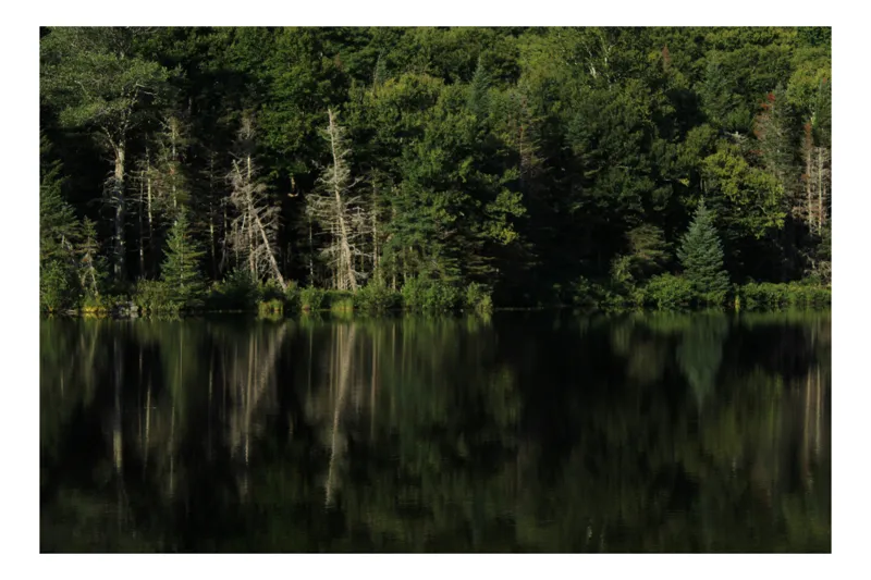 Tablou Canvas, "Reflecții tăcute pe lacul pădurii", Caldura, Liniste, Reflectie, Natura, Verdeata, Tranquilitate, Frumusete, Reflectii, Padure, Oglindire, 100 x 100 cm