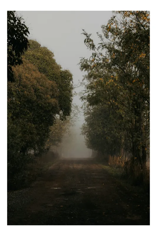 Tablou Canvas, "Cărarea îngustă spre necunoscutul cețos", Ceață, Întuneric, Drum, Copaci, Frunziș, Mistic, Natură, Tainic, Melancolie, Tăcere, 100 x 100 cm
