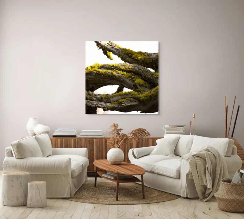 Tablou Canvas, "Crengile bătrânului copac cu mușchi", Mușchi, Arbore, Textură, Veștejit, Natură, Verde, Crengi, Lumină., 100 x 100 cm – poza 3