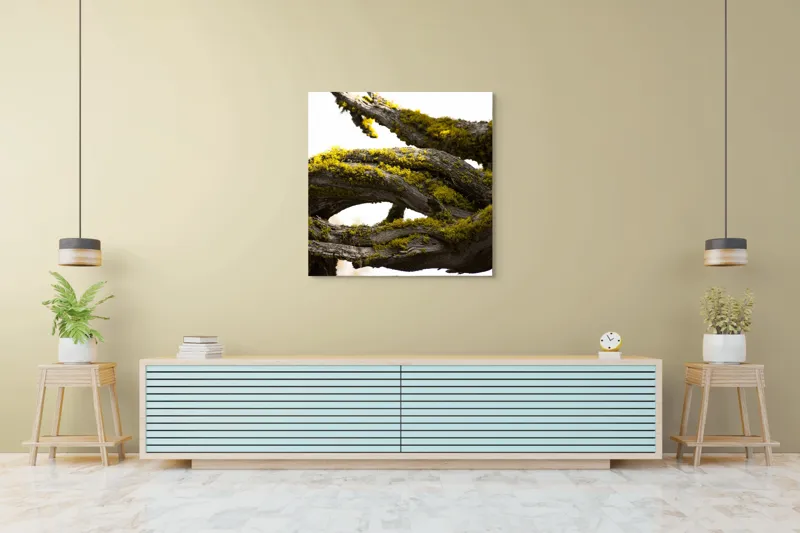 Tablou Canvas, "Crengile bătrânului copac cu mușchi", Mușchi, Arbore, Textură, Veștejit, Natură, Verde, Crengi, Lumină., 100 x 100 cm – poza 5
