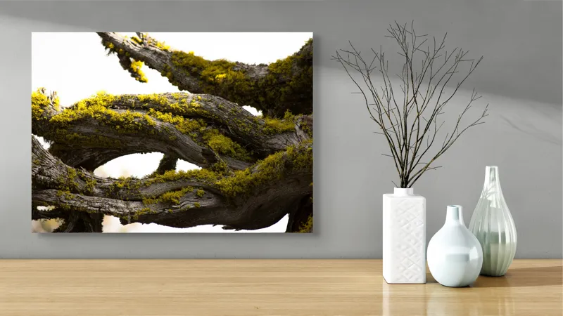 Tablou Canvas, "Crengile bătrânului copac cu mușchi", Mușchi, Arbore, Textură, Veștejit, Natură, Verde, Crengi, Lumină., 70 x 50 cm – poza 3
