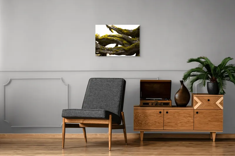 Tablou Canvas, "Crengile bătrânului copac cu mușchi", Mușchi, Arbore, Textură, Veștejit, Natură, Verde, Crengi, Lumină., 70 x 50 cm – poza 4