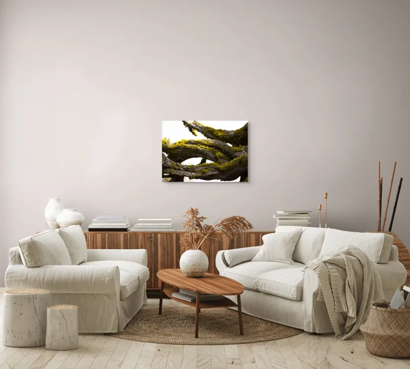 Tablou Canvas, "Crengile bătrânului copac cu mușchi", Mușchi, Arbore, Textură, Veștejit, Natură, Verde, Crengi, Lumină., 70 x 50 cm – poza 6