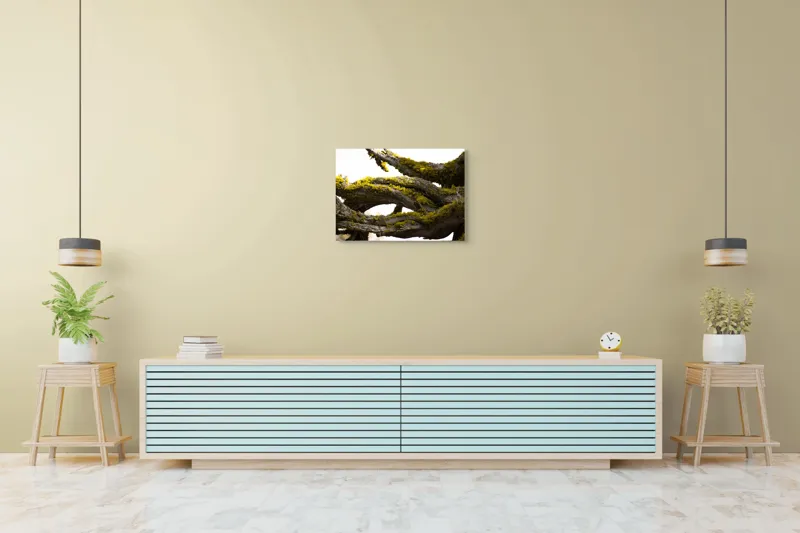 Tablou Canvas, "Crengile bătrânului copac cu mușchi", Mușchi, Arbore, Textură, Veștejit, Natură, Verde, Crengi, Lumină., 70 x 50 cm – poza 7