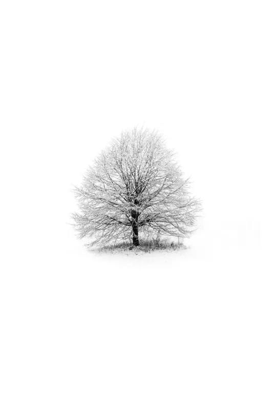 Tablou Canvas, "Copacul singuratic în iarna albă", Arbore, Solitudine, Iarnă, Alb, Puritate, Tranquilitate, Natură, Minimalism, 100 x 100 cm