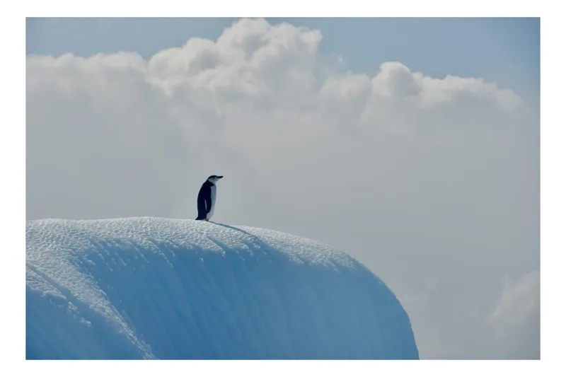 Tablou Canvas, "Singuraticul pinguin pe ghețarul albastru", Penguin, Iceberg, Solitude, Clouds, Horizon, 90 x 50 cm