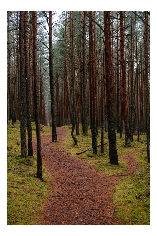 Tablou Canvas, "Cărarea misterioasă prin pădurea liniștită", Pădure, Cărare, Copaci, Mușchi, Natură, Tranquilitate, Verdeață, Peisaj, Aventura, Explorare, 100 x 150 cm