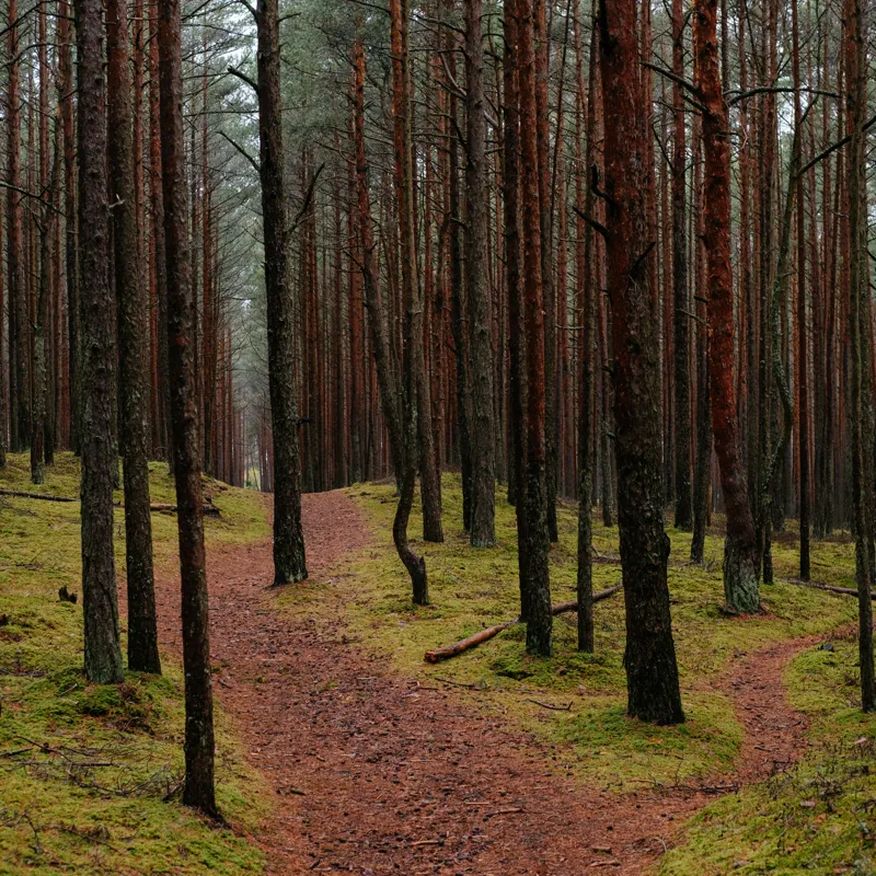 Tablou Canvas, "Cărarea misterioasă prin pădurea liniștită", Pădure, Cărare, Copaci, Mușchi, Natură, Tranquilitate, Verdeață, Peisaj, Aventura, Explorare, 100 x 100 cm – poza 2