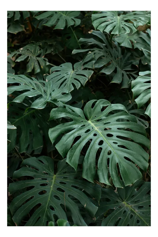 Tablou Canvas, "Frumusețea frunzelor tropicale în umbră", Frunze, Verzi, Monstera, Tropical, Natură, Vegetație, Textură, Luxuriant, Exotic, Vibrant, Linii, Perforate, 50 x 90 cm
