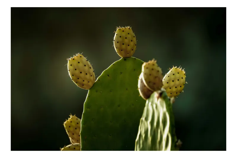 Tablou Canvas, "Rodul verde al deșertului însorit", Cactus, Fructe, Lumina, Silueta, Natura, Textura, Verde, Prickly, 100 x 100 cm
