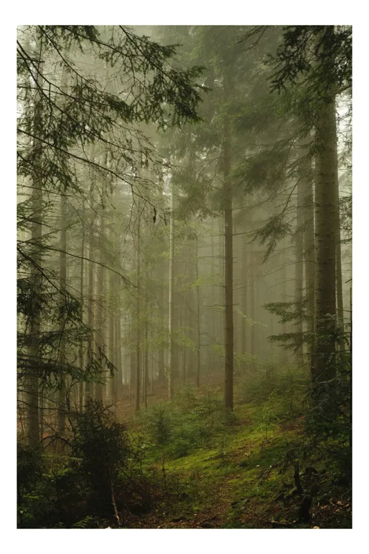 Tablou Canvas, "Misterul pădurii învăluită în ceață", Copaci, Ceață, Pădure, Verdeață, Mister, Liniște, Natură, Umbre, Misticism, Vegetație, 100 x 100 cm
