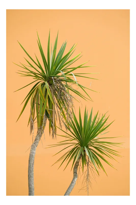 Tablou Canvas, "Palmi în fața zidului portocaliu", Palmiers, Frunze, Portocaliu, Tropical, Contrast, Simplitate, Minimalism, Armonie, 50 x 70 cm
