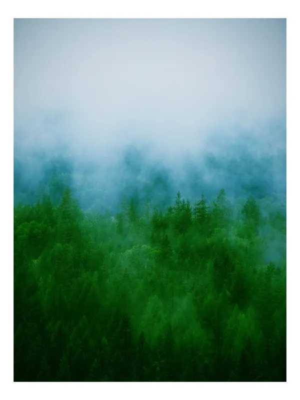 Tablou Canvas, "Ceața deasupra pădurii dese", Ceață, Pădure, Verde, Mister, Liniște, 100 x 100 cm